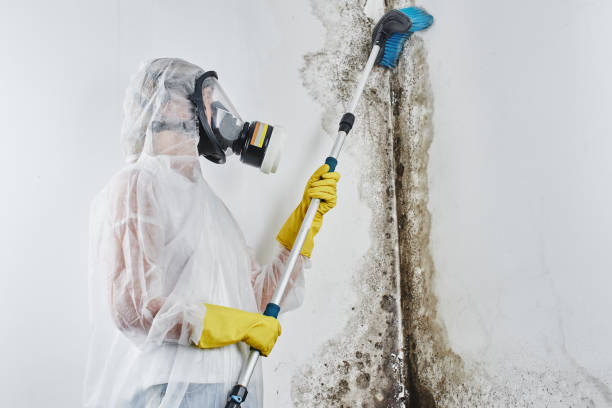 Mold Odor Removal Services in Schuylerville, NY